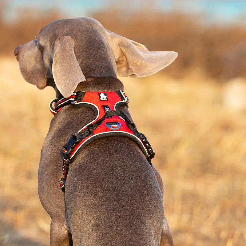 Truelove Pet Reflective Nylon  - Running Gear Dog 评论和价格