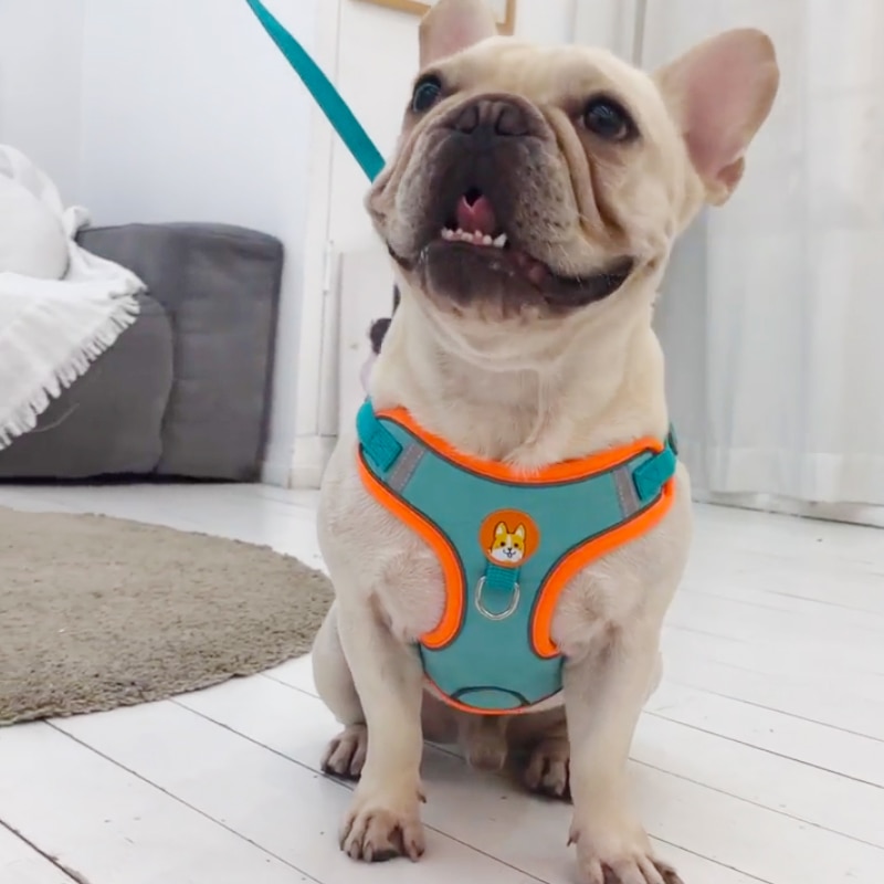 Adjustable No Pull Pet Reflect - Running Gear Dog 评论和价格